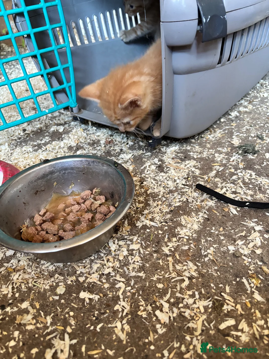 British Shorthair cats for sale: 5 kitten looking for a good home  - Advert 20