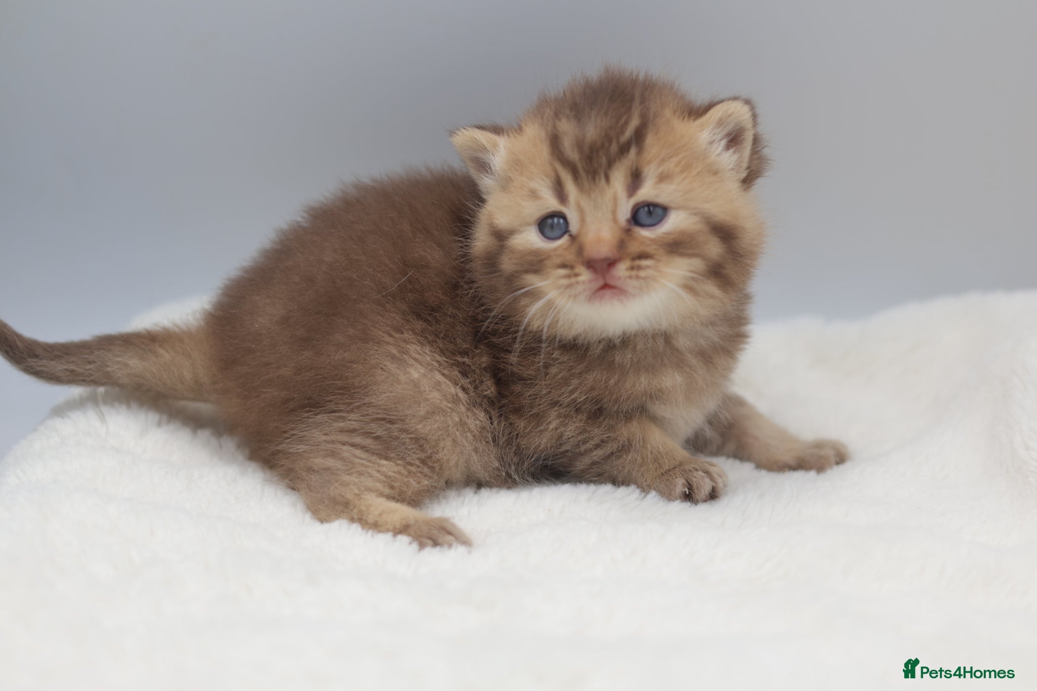 British Shorthair cats PEDIGREE REGISTERED CHUNKY BRITISH SHORTHAIRS - Advert 2