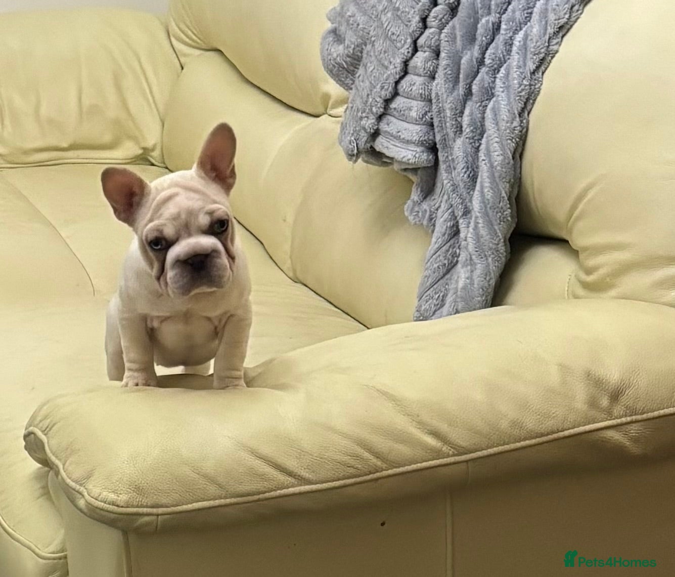 French Bulldog dogs Female French bulldog  - Advert 9
