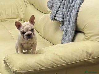 French Bulldog dogs Female French bulldog - Advert 7