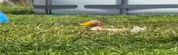 Ducks poultry for sale: 🐣 Ducklings! 🐣 - Advert 4