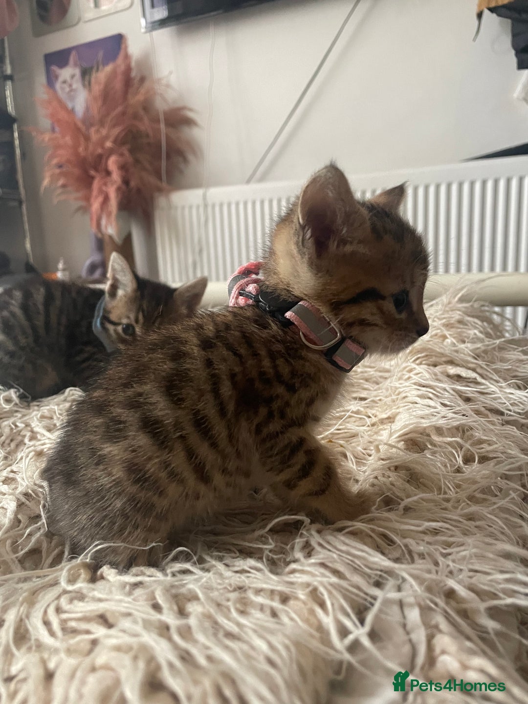 Mixed Breed cats for sale: 7 Half Snow Bengal kittens - Image 25