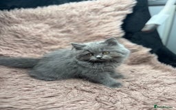 British Shorthair cats for sale: 🐾 GCCF Registered British longhair  Kittens ✨ - Image 10