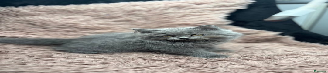 British longhair  Kitten 5