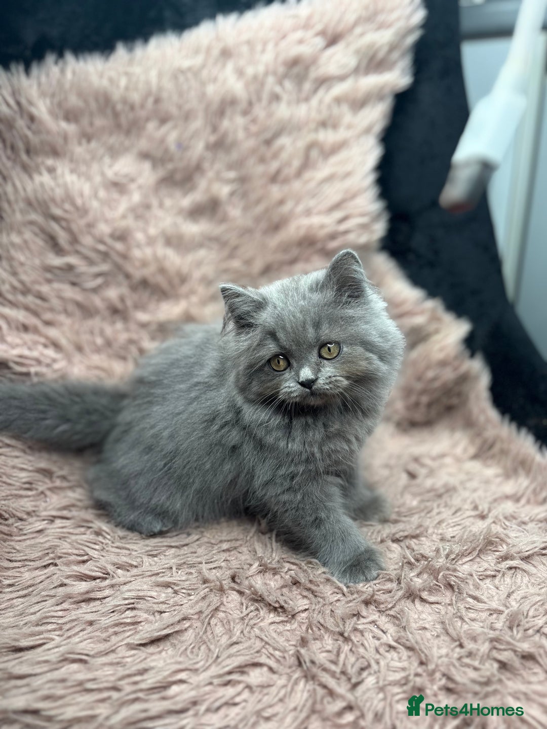 British Shorthair cats for sale: 🐾 GCCF Registered British longhair  Kittens ✨ - Image 10