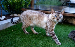 Bengal cats for sale: Majestic Blue-eyed Snow Bengal-TICA-Champion line - Image 5