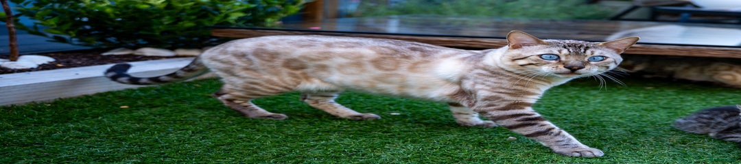 Harvey