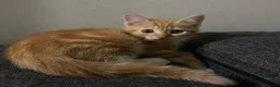 Mixed Breed cats for sale: 6 Kittens Ready for sale in Harrow - Advert 9
