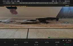 Miniature Dachshund dogs for sale: Miniture Dachshund  - Advert 1