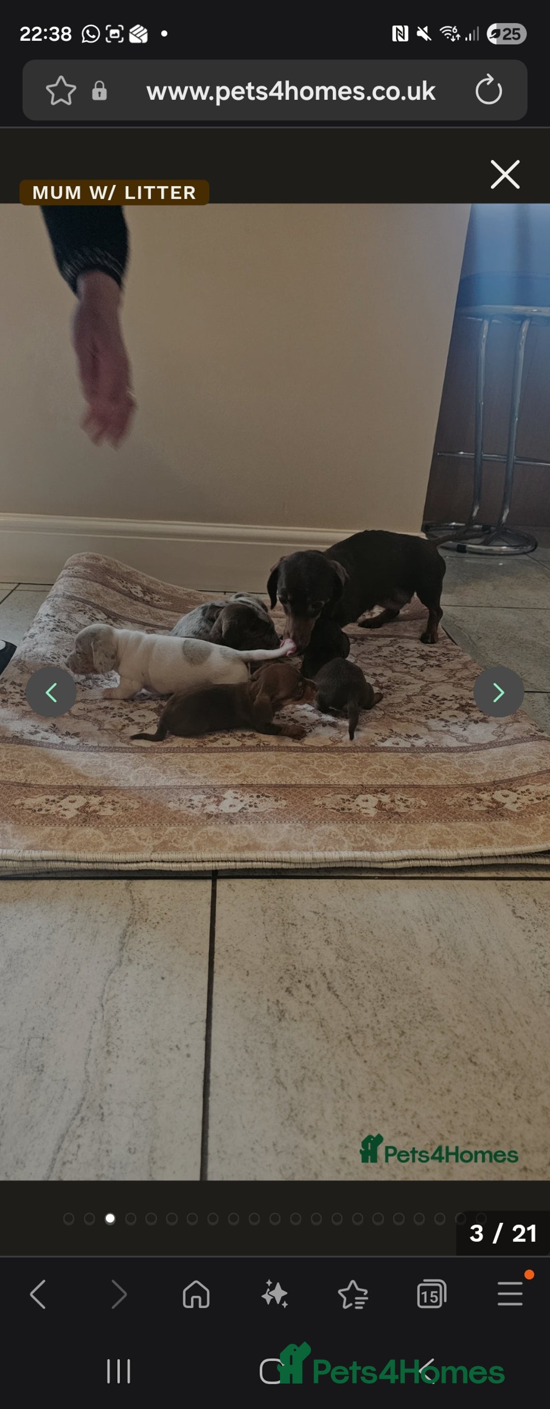 Miniature Dachshund dogs for sale: Miniture Dachshund  - Advert 1