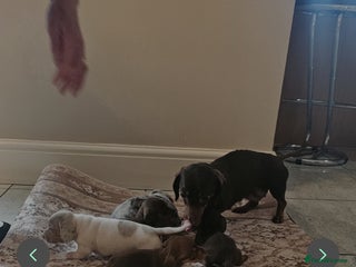 Miniature Dachshund dogs Miniture Dachshund - Advert 1