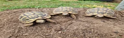 Hermann Tortoise reptiles for sale: Hermanns Tortoise - Advert 1