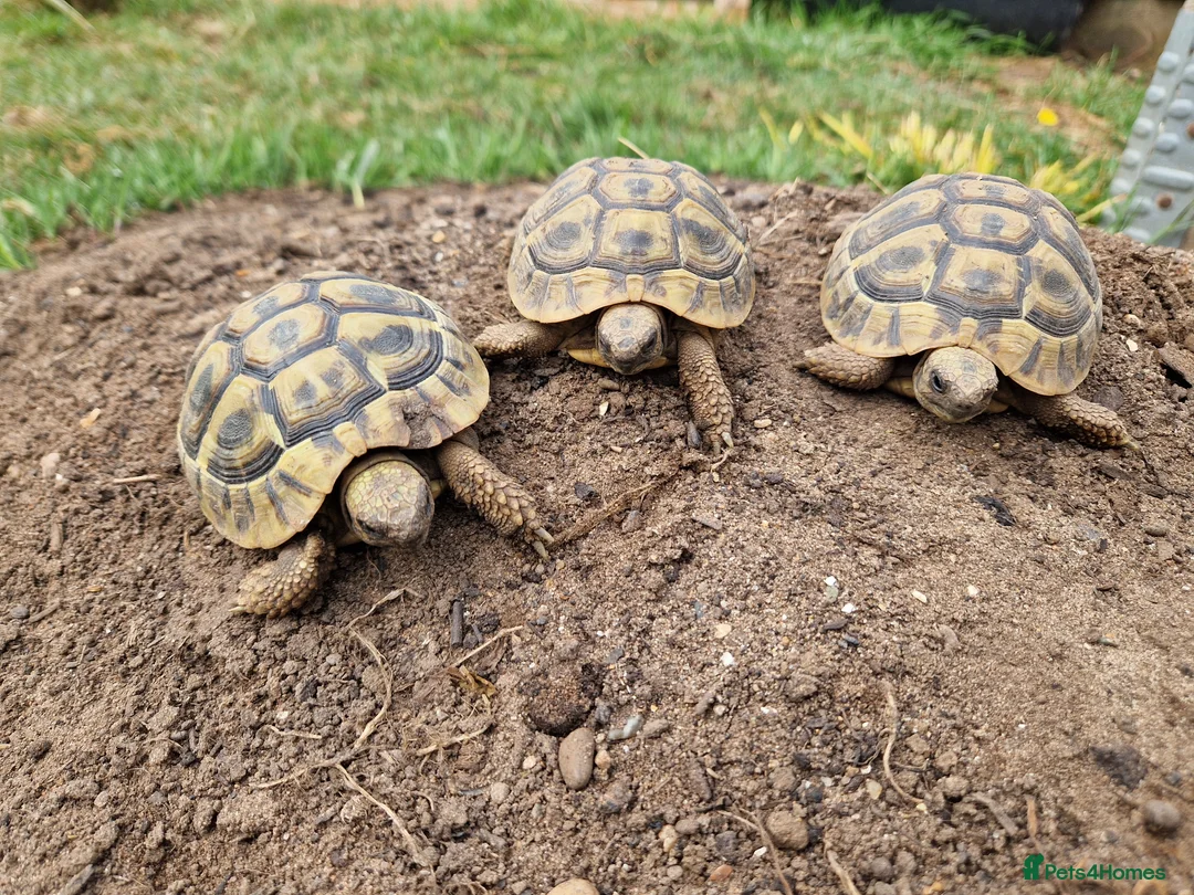 Hermann Tortoise reptiles for sale: Hermanns Tortoise - Advert 1