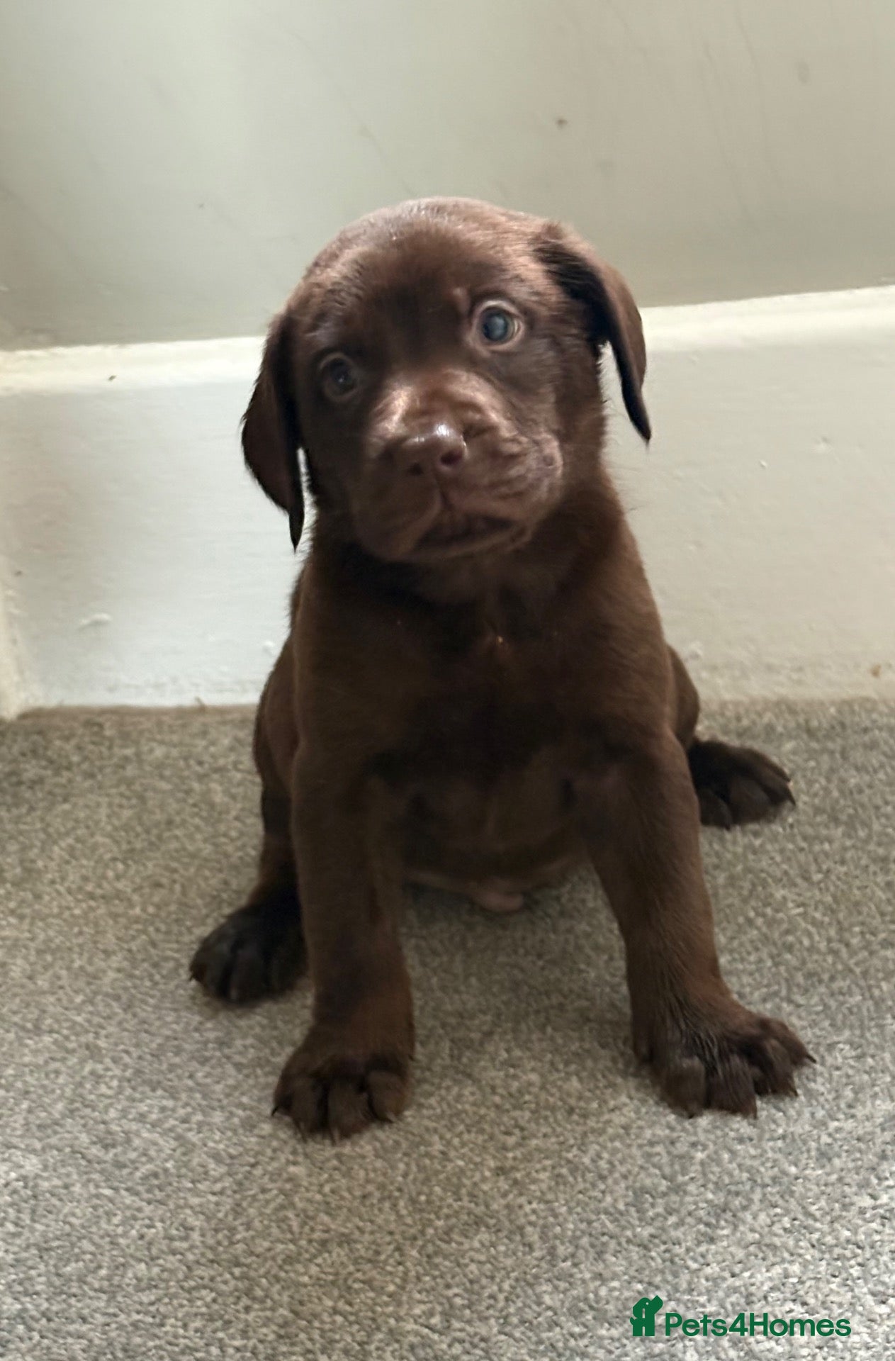 Labrador Retriever dogs Labrador puppy’s health tested  - Advert 1