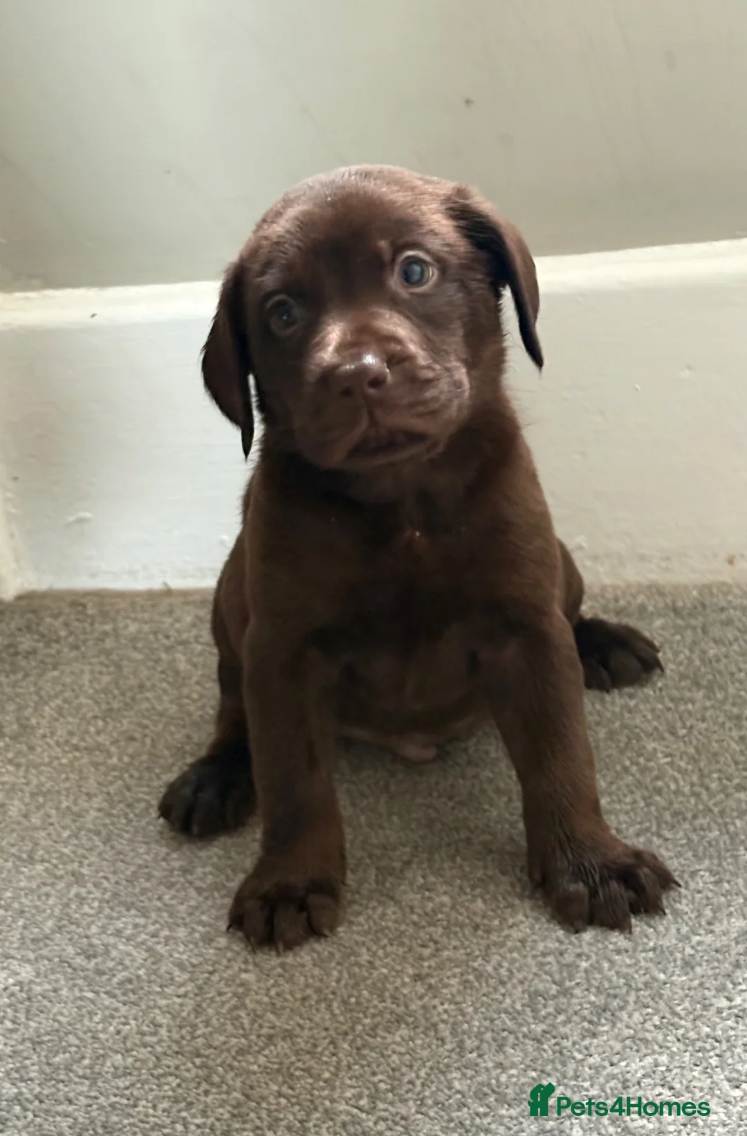 Labrador Retriever dogs for sale: Labrador puppy’s health tested  - Advert 1