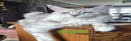 Maine Coon cats for sale: Amazing mainecoons. - Advert 28