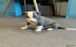 Whippet dogs for sale: Kc reg whippets Hear and eye tested parents  - Image 18