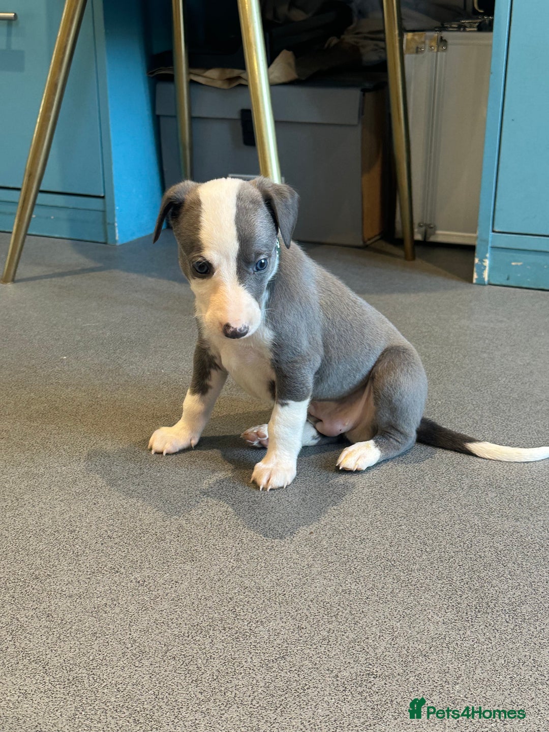 Whippet dogs for sale: Kc reg whippets Hear and eye tested parents  - Image 18