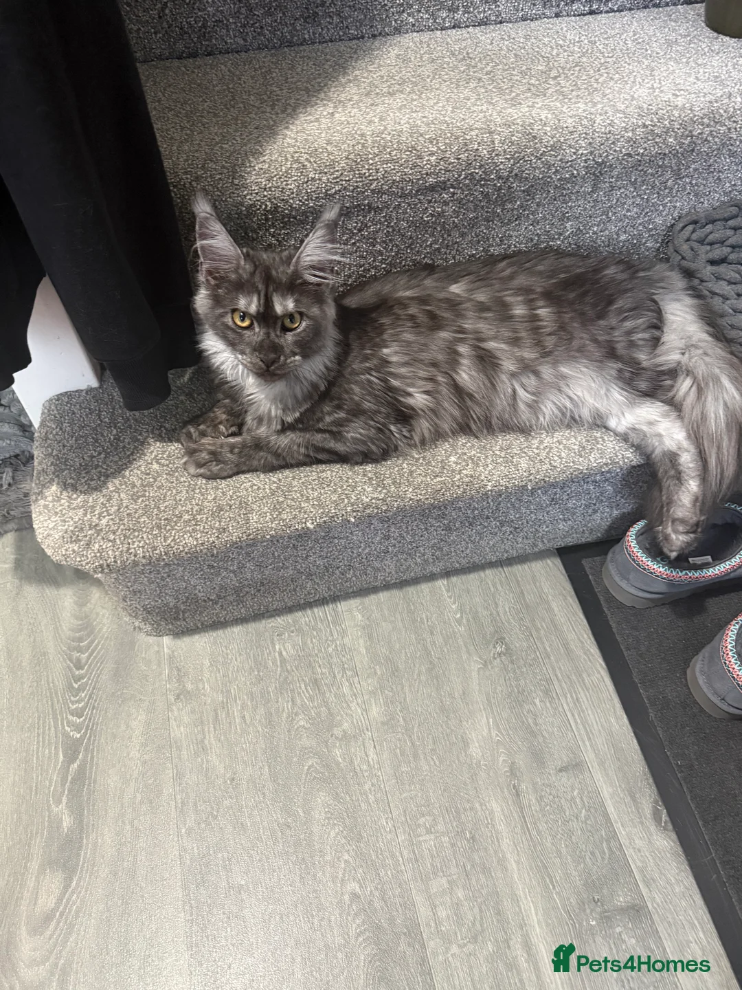 Maine Coon cats for sale: 8 month old mainecoon female  - Advert 1