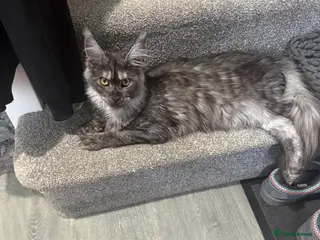 Maine Coon cats 8 month old mainecoon female - Advert 1