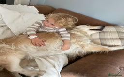 Golden Retriever dogs for sale: Rare & wonderful petite golden retrievers - Image 16