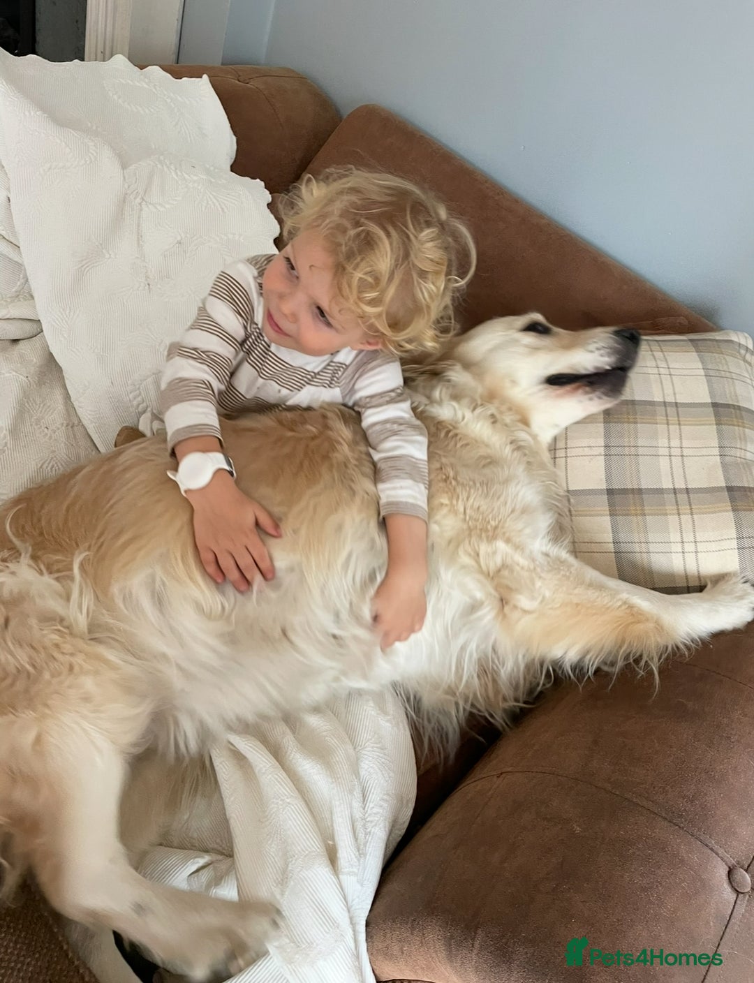 Golden Retriever dogs for sale: Rare & wonderful petite golden retrievers - Image 16