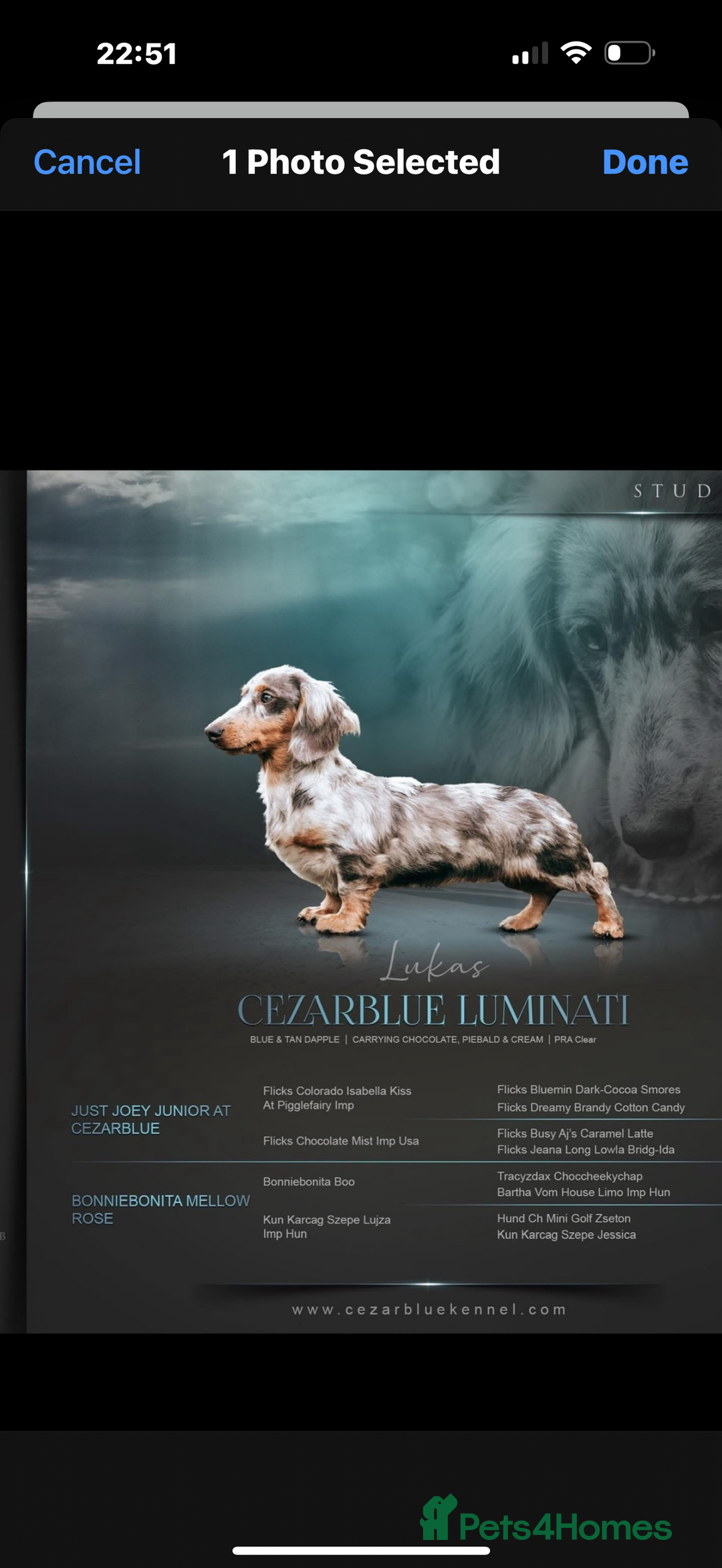 Miniature Dachshund dogs for sale: Miniature Dachshund - only Males available  - Advert 7