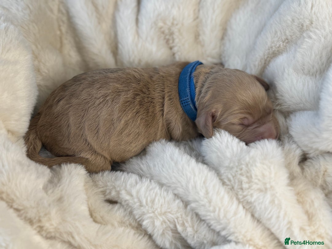 Mini Goldendoodle dogs for sale: Miniature Goldendoodle F1b Puppies - Advert 24