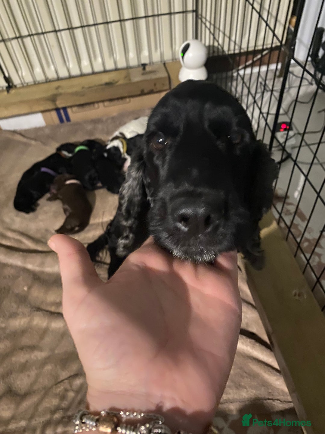 Cocker Spaniel dogs for sale: Cocker spaniels  - Advert 13