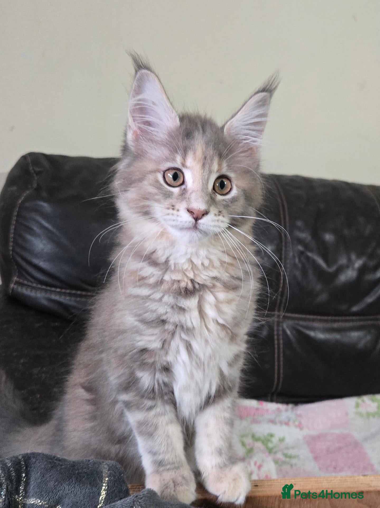 Maine Coon cats Stunning TICA registered girls - Advert 2