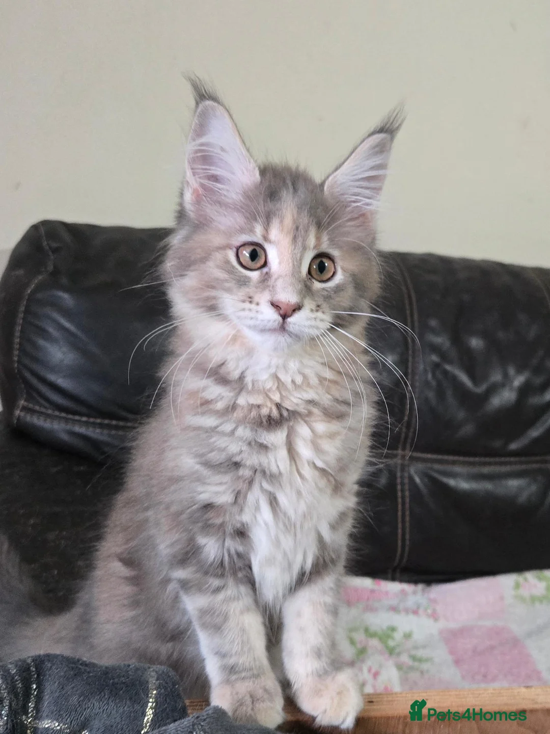 Maine Coon cats for sale: Stunning TICA registered girls - Advert 2