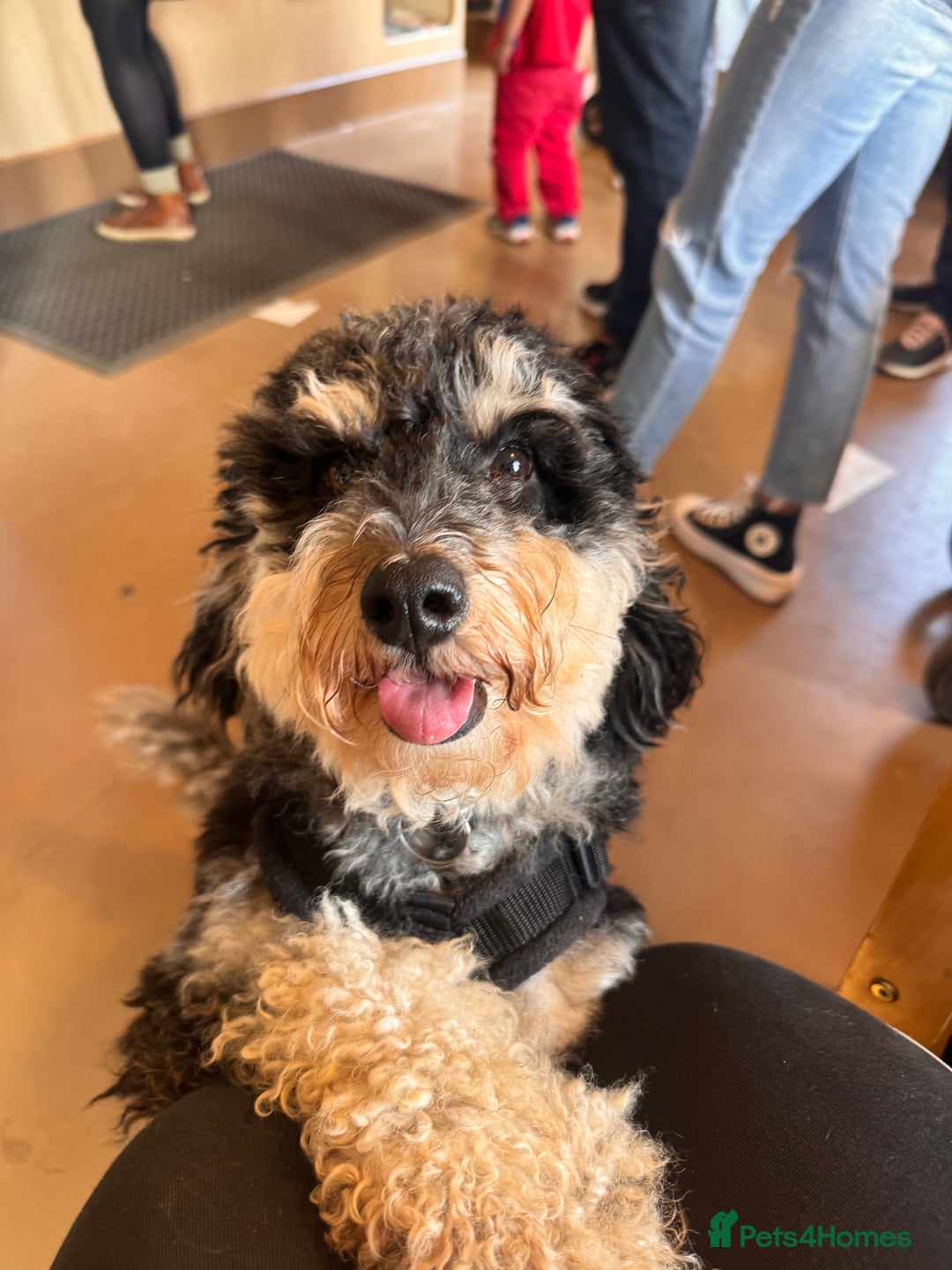 Mixed Breed dogs for sale: Puppies due!  - Image 5