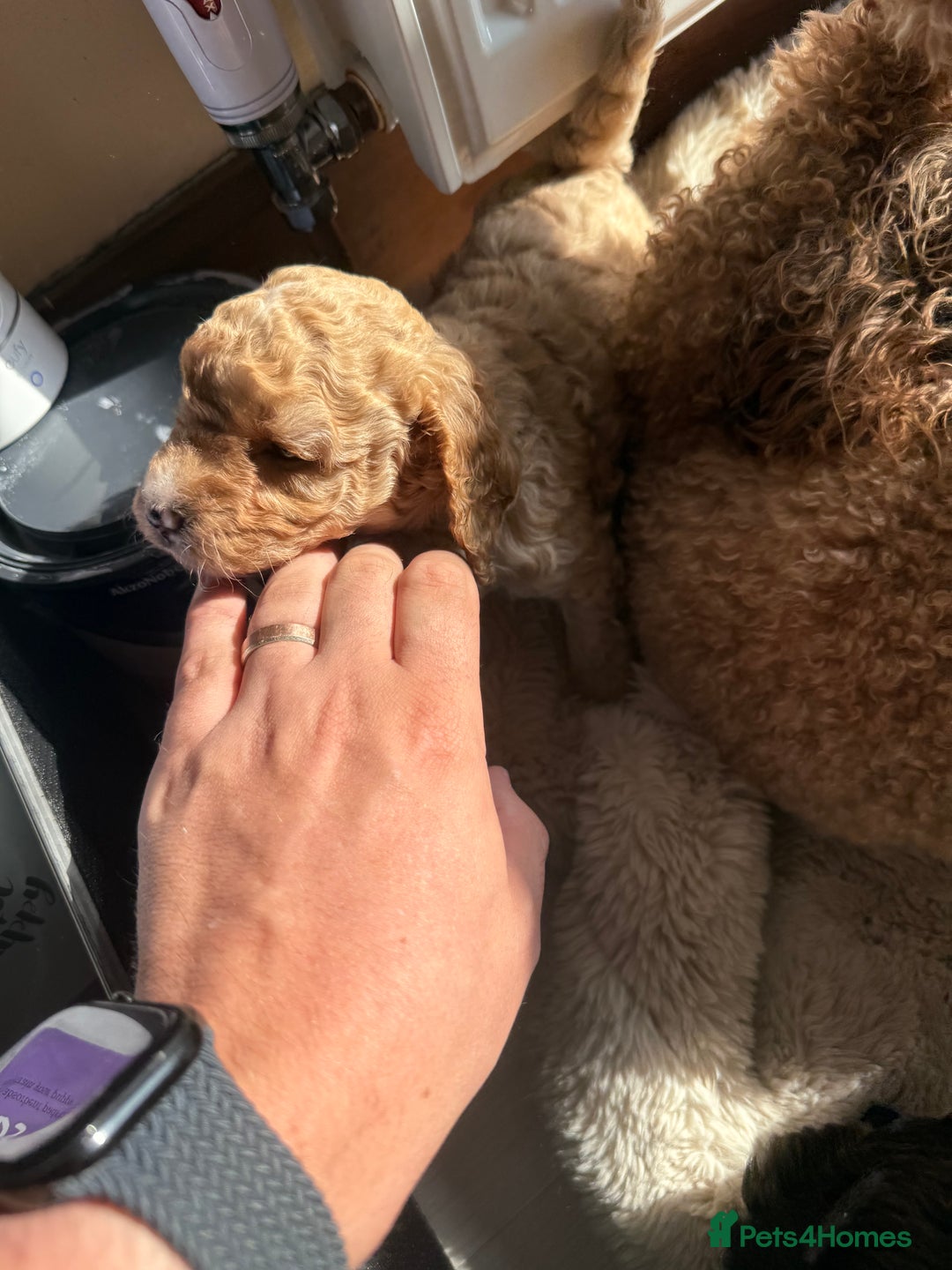 Cockapoo dogs for sale: Toy cockapoo - Image 6