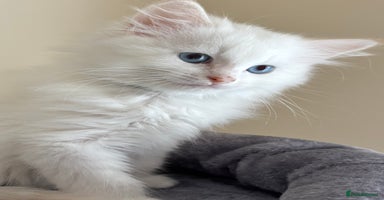 Siberian cats - Advert 5
