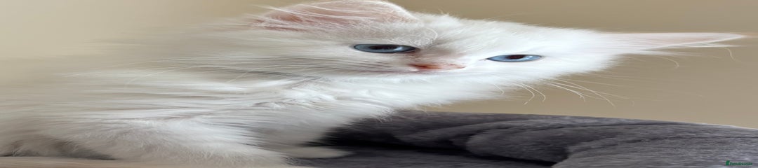 Siberian Kitten 2