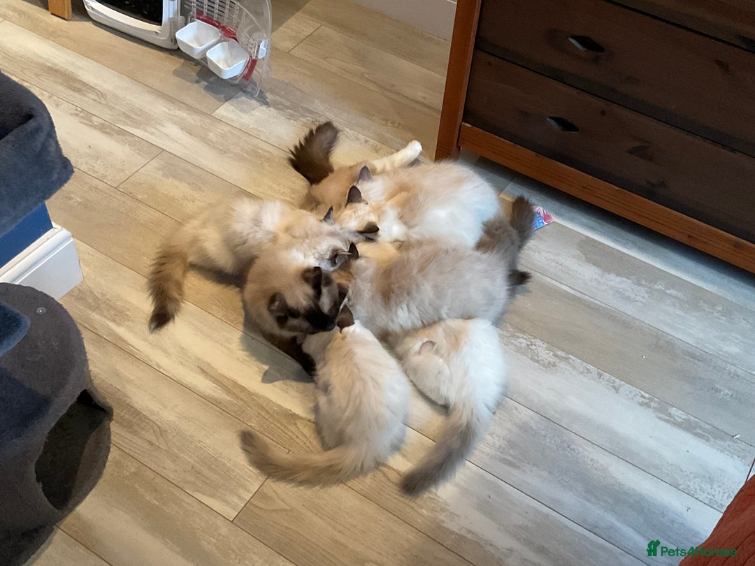Ragdoll cats for sale: Top Quality, Tica Reg Kittens from Euro / US Lines - Image 19