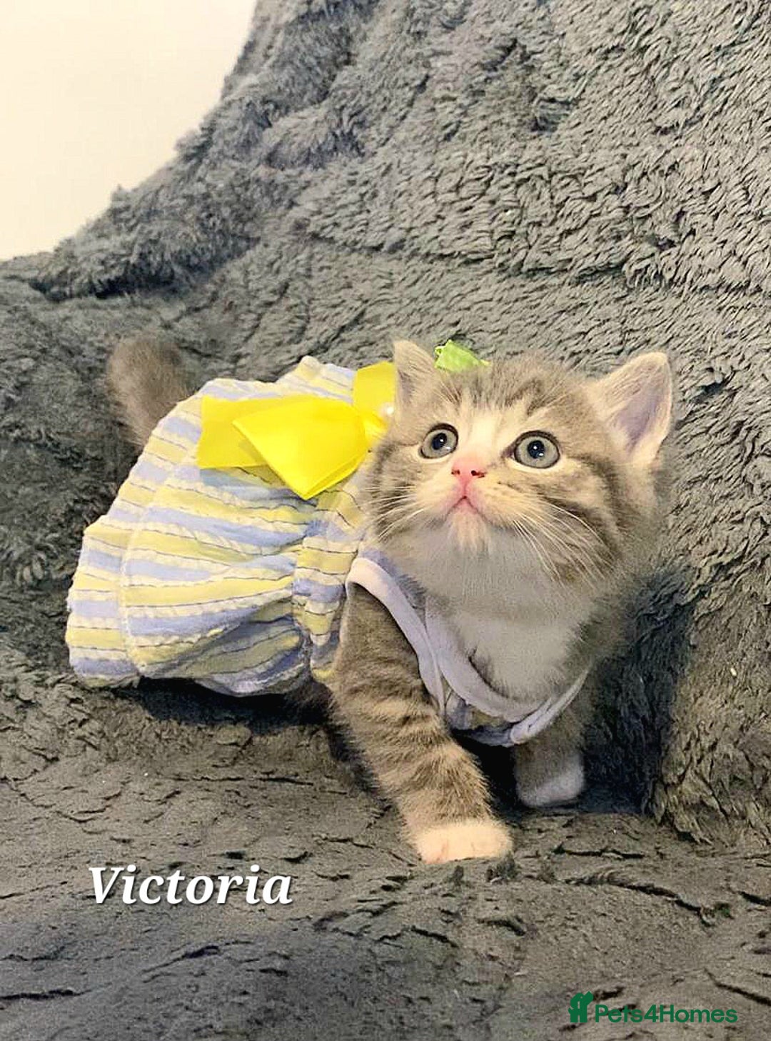 British Shorthair cats for sale: Little princess 👸  - Advert 7