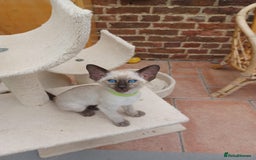 Siamese cats for sale: 5 Classic Seal Points looking for forever homes - Image 8