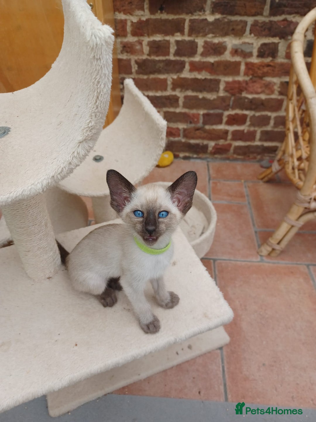 Siamese cats for sale: 5 Classic Seal Points looking for forever homes - Image 8