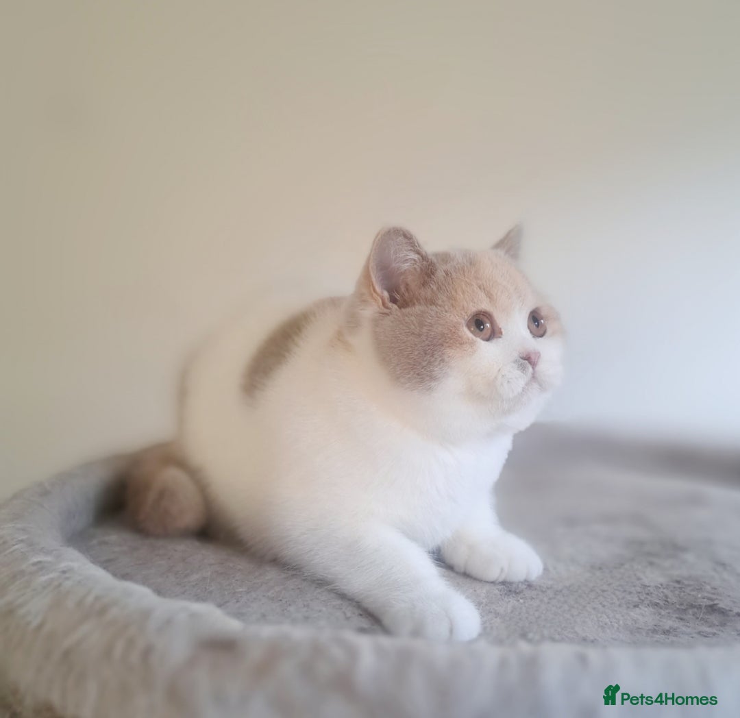 British Shorthair cats for sale: British Shorthair Fawn Tortie & White Female - Advert 7