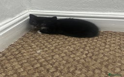 Exotic cats for sale: Kitten for sale - Image 3