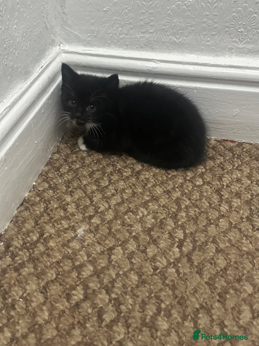 Exotic cats for sale: Kitten for sale - Image 3