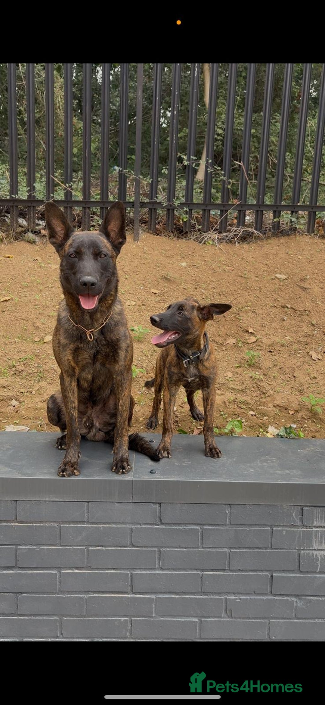 Belgian Shepherd Dog dogs for sale: Dutch herder  - Image 3