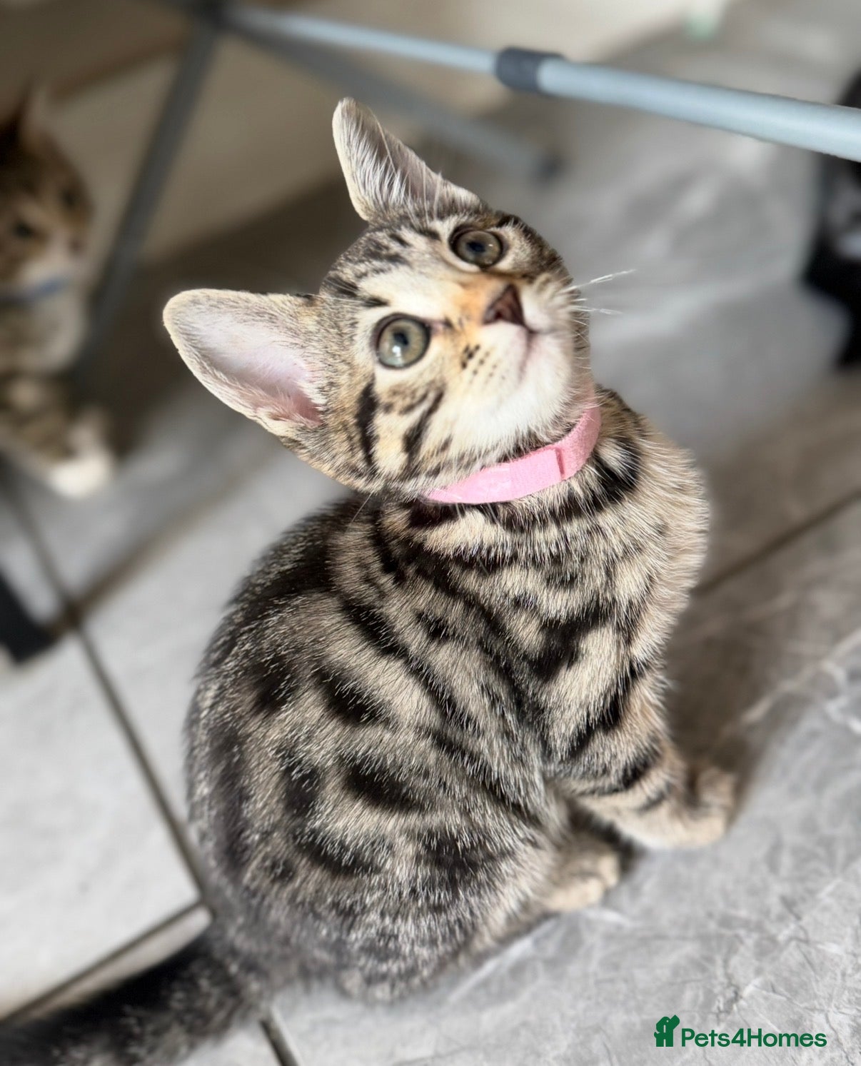 Bengal cats Beautiful Kittens ready for forever homes. - Advert 15