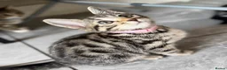 Bengal cats for sale: Beautiful Kittens ready for forever homes. - Advert 13