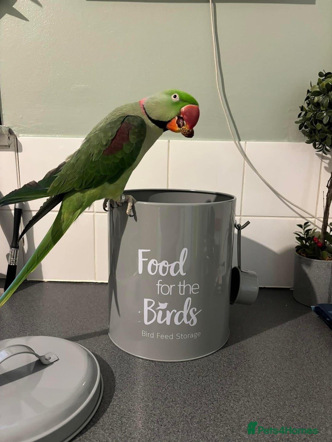 Parakeets birds for sale: Rose-ringed parakeet  - Advert 11