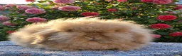 Angora rabbits for sale:  Super fluffy baby teddywidders  - Advert 19