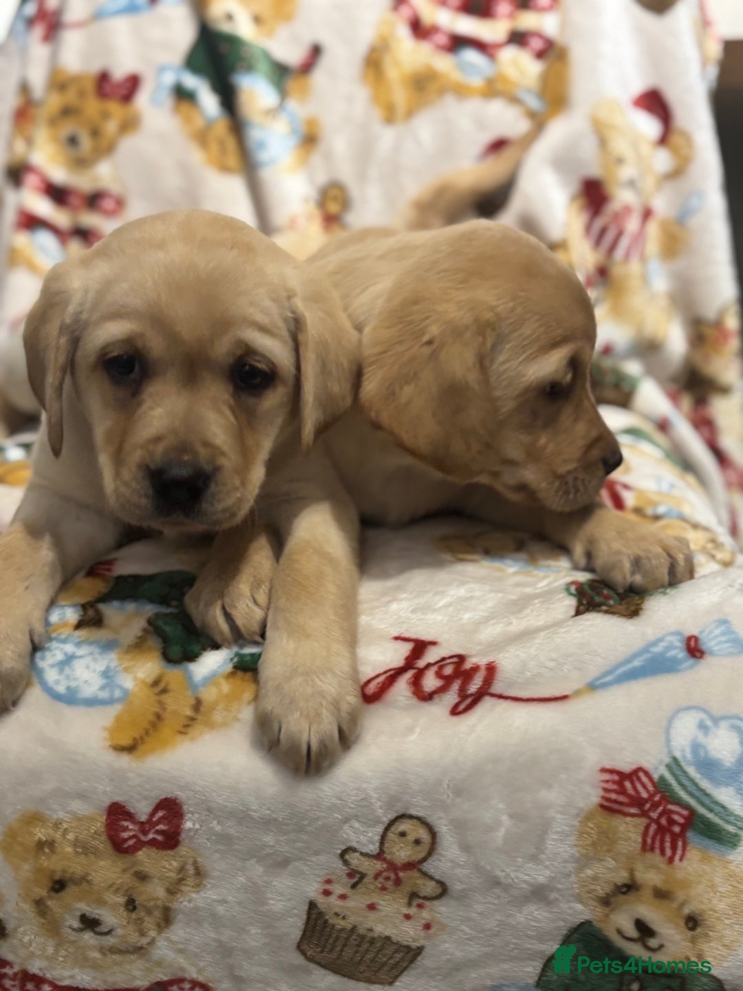 Labrador Retriever dogs for sale: Chunky Labrador Puppys Ready Now!! - Advert 6