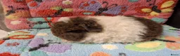 Guinea Pig rodents for sale: Baby Boars in longhaired breeds & teddies  - Advert 17