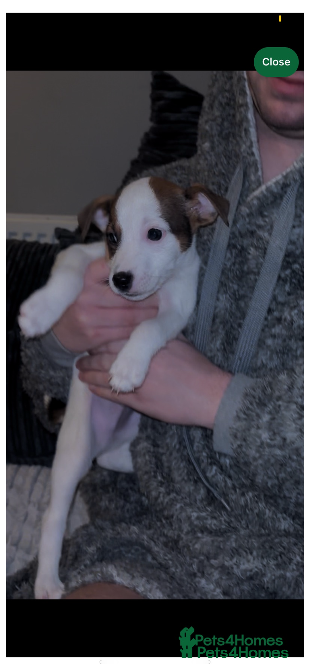 Jack Russell dogs for sale: Jack Russel puppies  - Advert 7